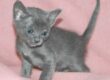 Korat cat for sale