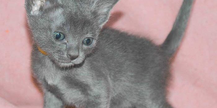 Young silver-blue Korat kitten, the Thai Mae Si Sawat breed, standing on a pink blanket.