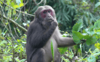 5 Amazing Thailand Monkeys