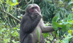 5 Amazing Thailand Monkeys