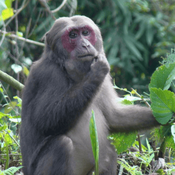 5 Amazing Thailand Monkeys