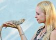Thailand Lizards