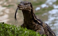 7 amazing Thailand Lizards