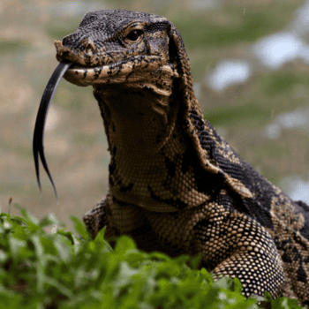 7 amazing Thailand Lizards