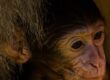 Thailand Monkeys