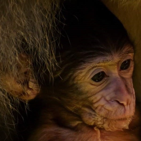 Thailand Monkeys Thailand Monkeys