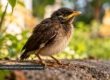 Photorealistic fledgling perched in a leafy Thai garden, wildlife-inspired conceptual scene