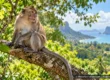 Long-tailed macaque looking out from a leafy tropical forest canopy in Thailand, stylised AI-assisted editorial artwork