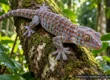 Detailed illustration of a spotted tokay gecko on a tropical branch surrounded by rainforest foliage
