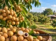 AI-generated conceptual longan orchard with fruit clusters and a harvest basket in Lamphun, Thailand; not an identified farm