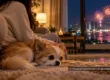 Small dog resting beside its owner indoors while fireworks light the coast outside.